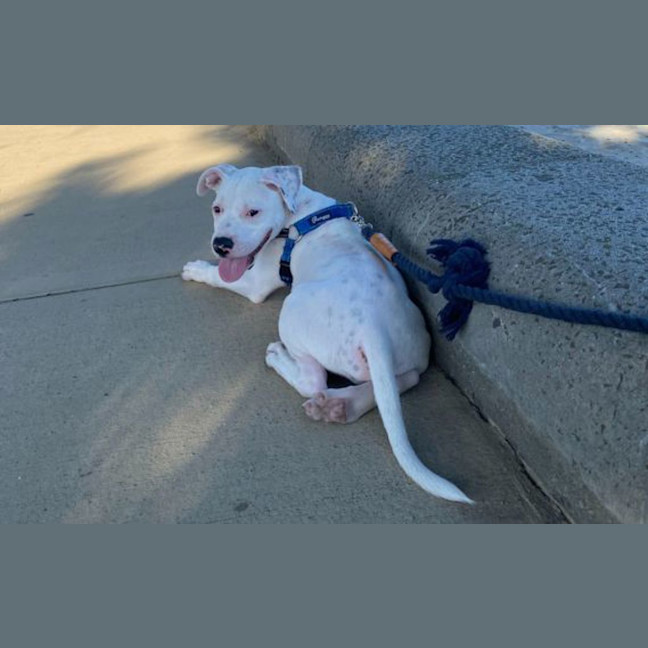 Photo of Booker