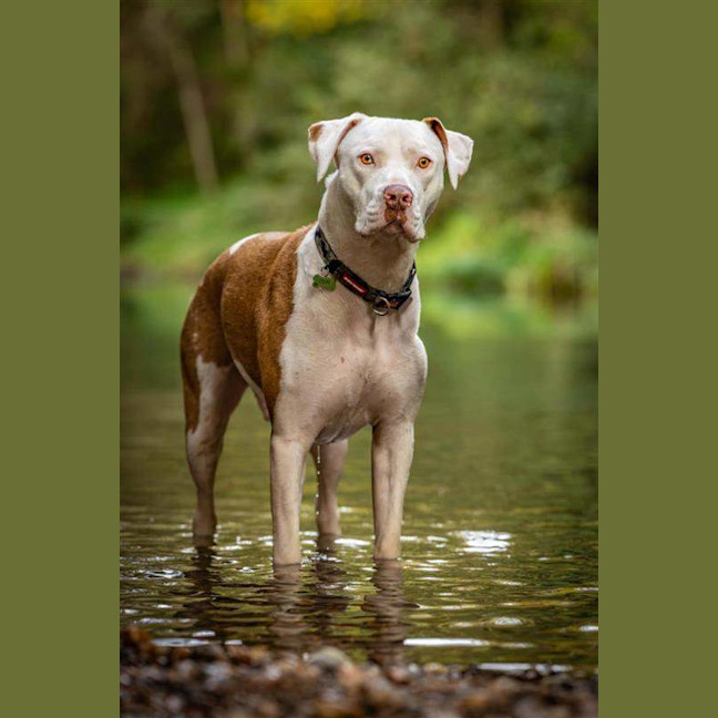 Photo of Odin