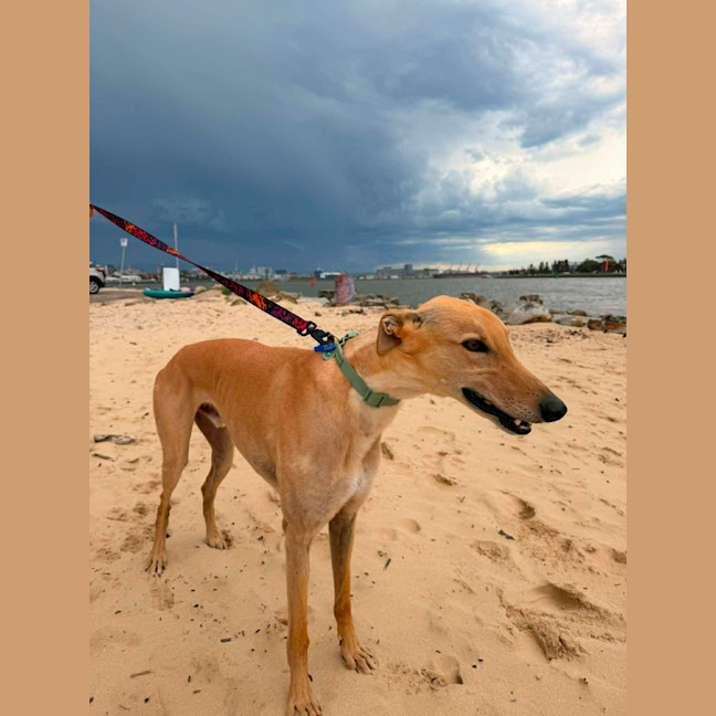 Photo of Nikoli   6 Year Old Greyhound