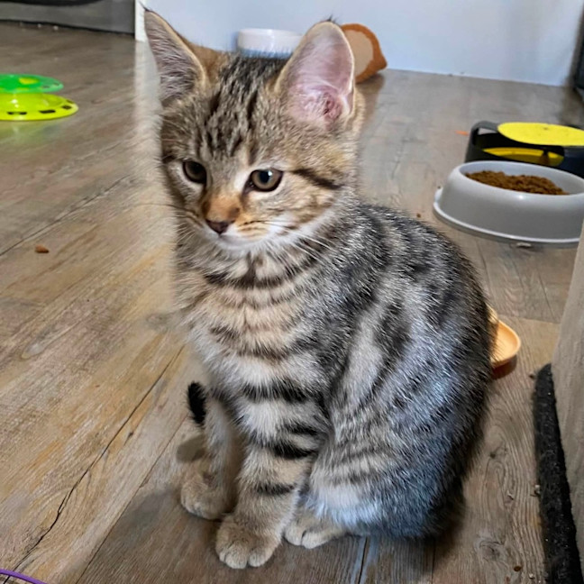 Photo of Waffle