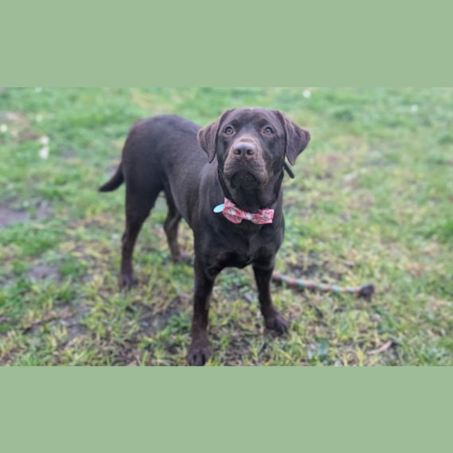Photo of Ruby
