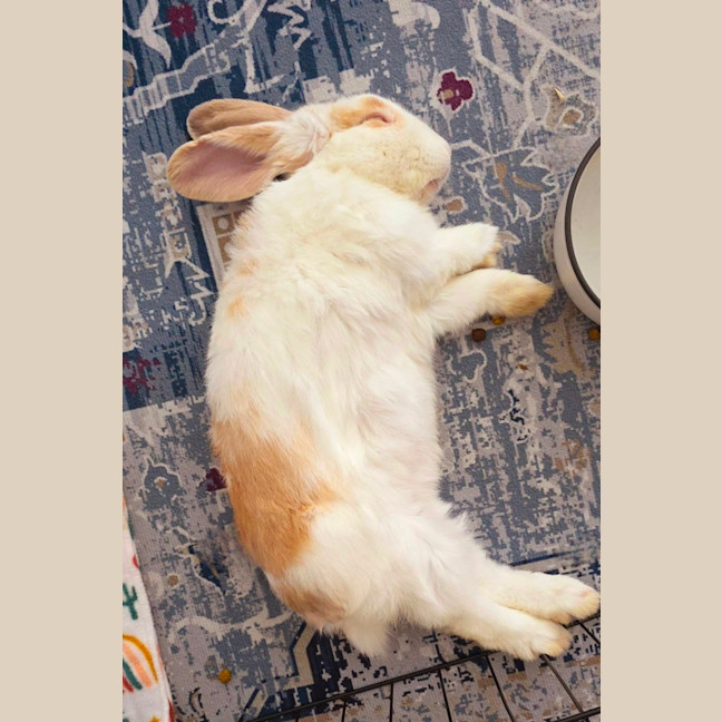 Photo of Biscuit *On Trial*