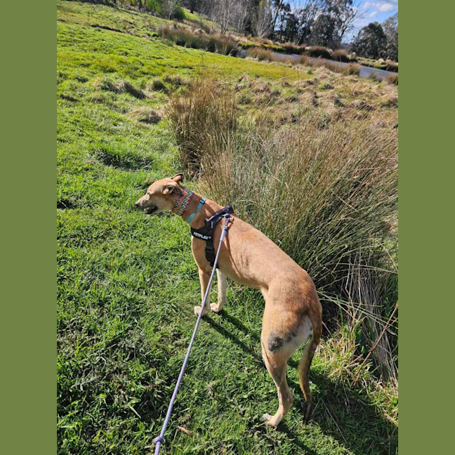 Photo of Ollie, The Greyhound
