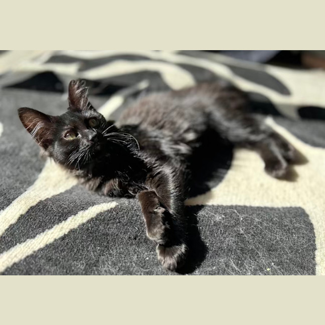 Photo of Nox   Located In Lower Plenty