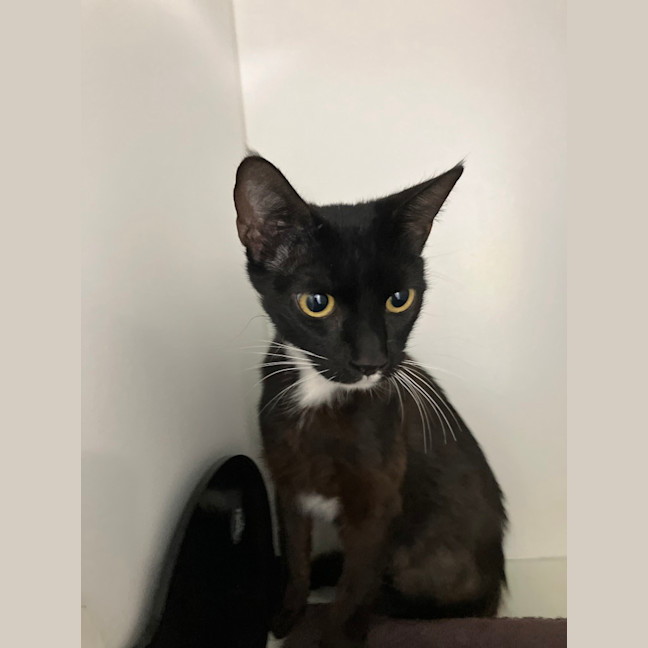 Photo of Sumi The Houdini