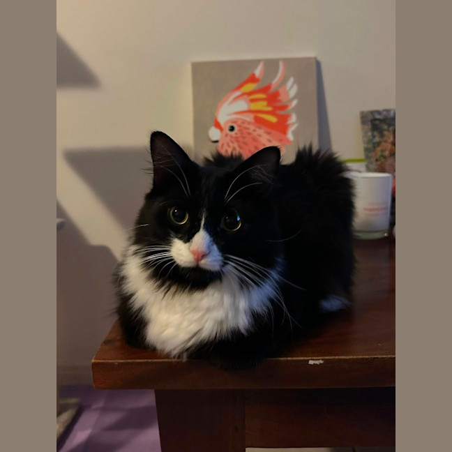 Photo of Willow And Jasper