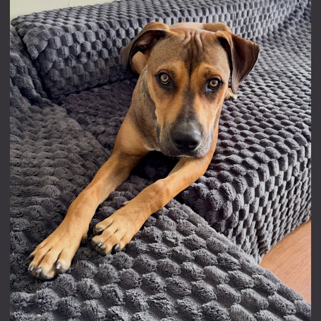 Photo of Buddy