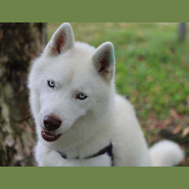 Photo of Rufus