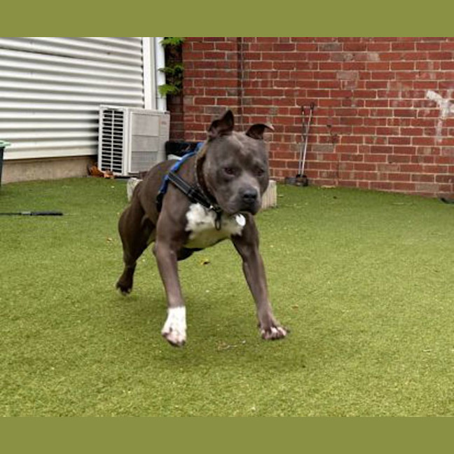 Photo of Blue