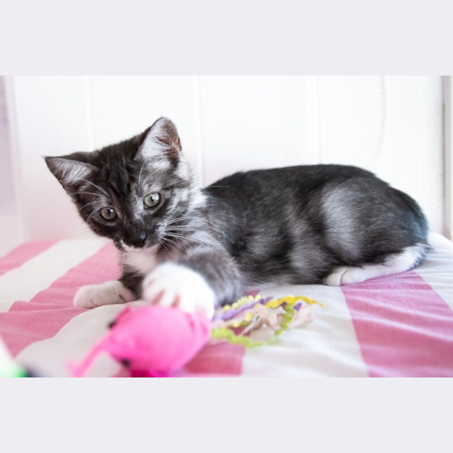 Photo of Zorro