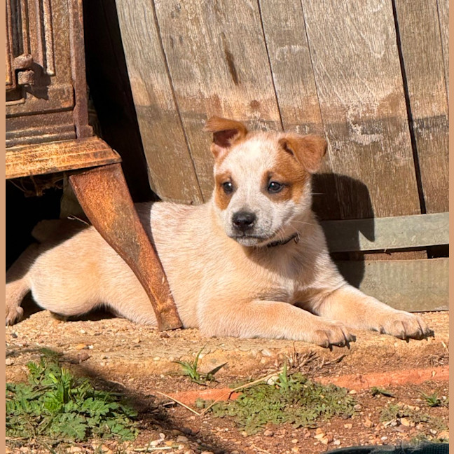 Photo of Waltz