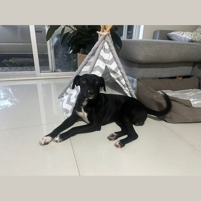 Photo of Banjo/Blackie