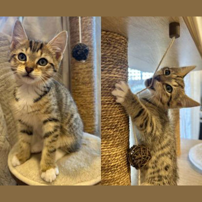 Photo of Bullet