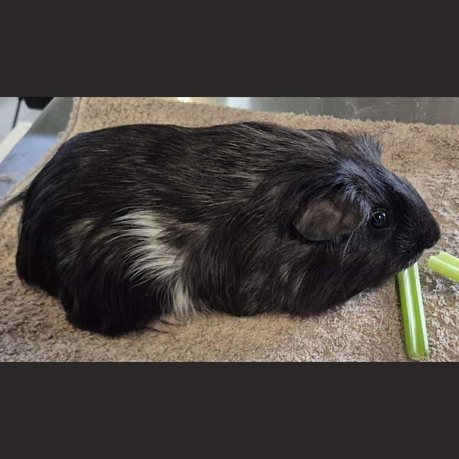 Photo of Parsnip