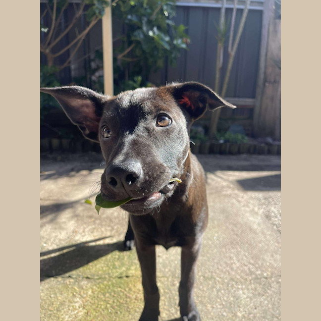 Photo of Beans   4 Month Old Kelpie X