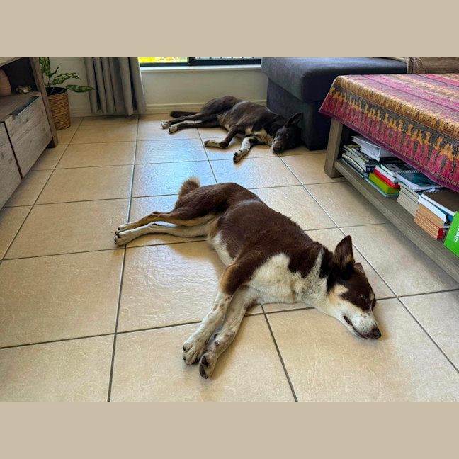 Photo of Tippy & Coco