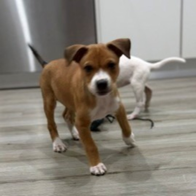 Photo of Charlie