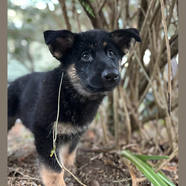 Photo of Bodhi
