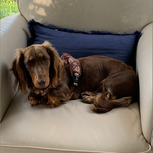 Photo of Rocco
