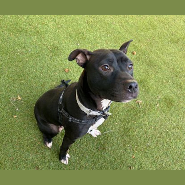 Photo of Frankie 
