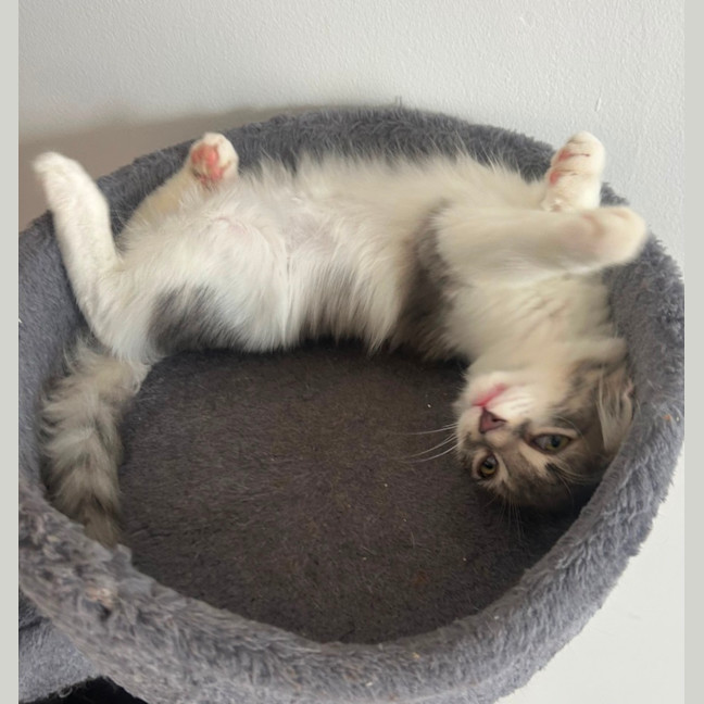 Photo of Cherub & Rudolf 