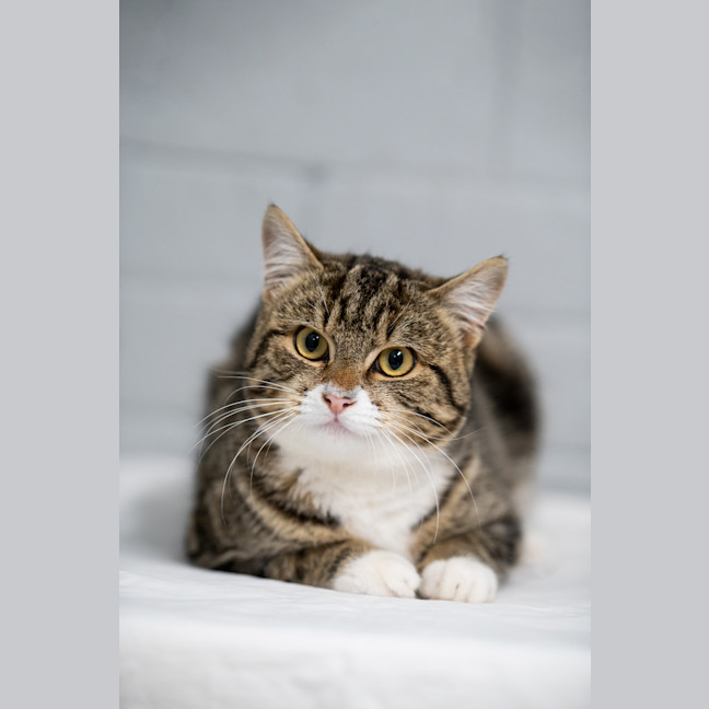 Photo of Winston