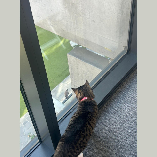 Photo of Nova