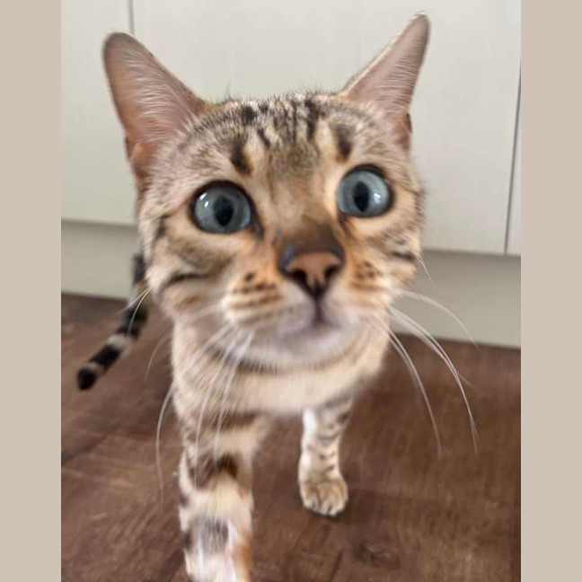Photo of Pippi
