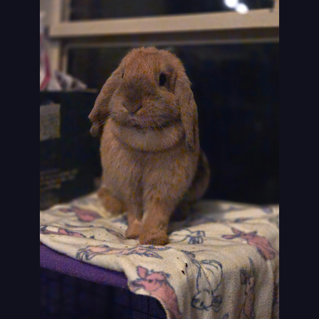 Photo of Bunbuns