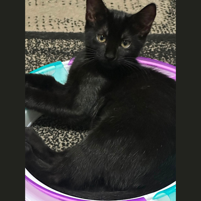 Photo of Molly 💜🎀