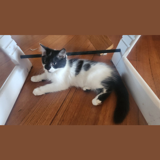 Photo of Spot
