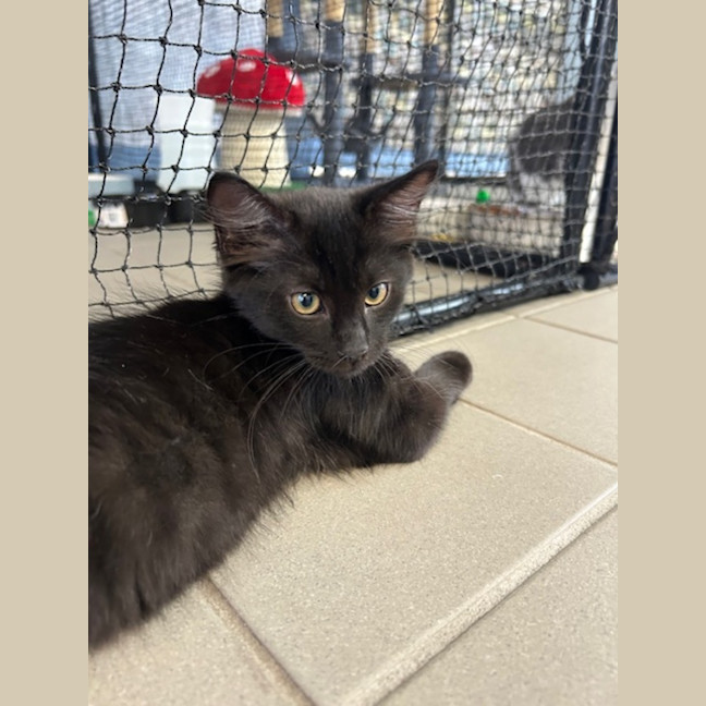Photo of Mocha