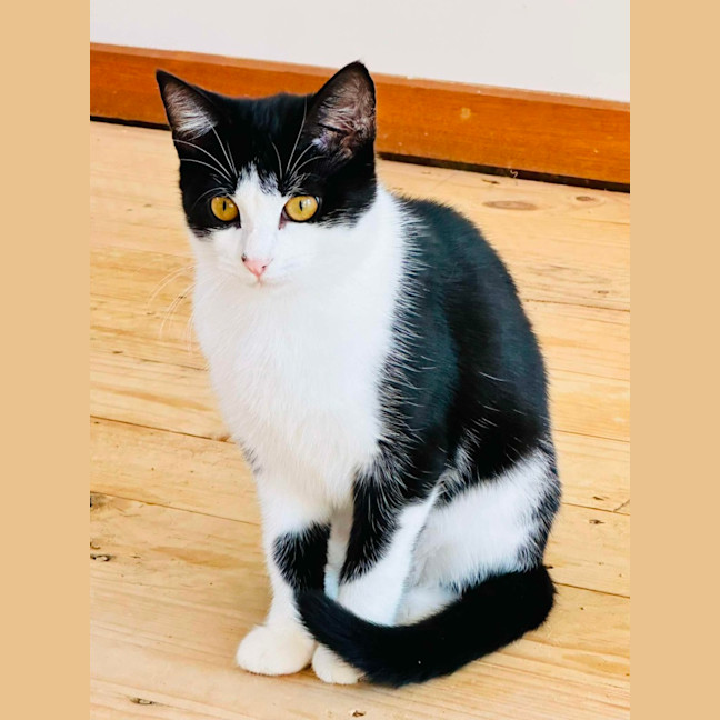 Photo of 💜 Nightshade 💜