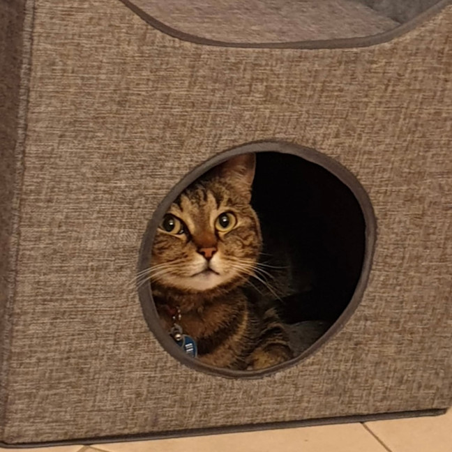 Photo of Rosalee & Sherlock   Assisted Rehome