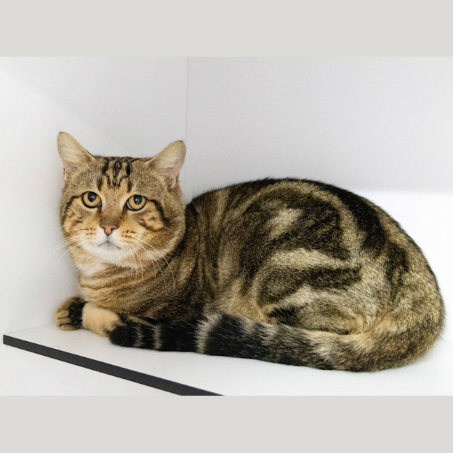 Photo of Apollo