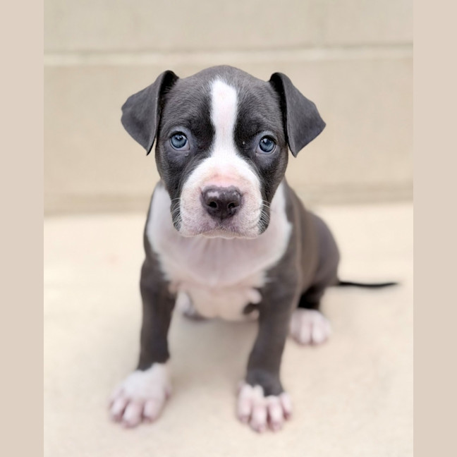Photo of Obi Wan
