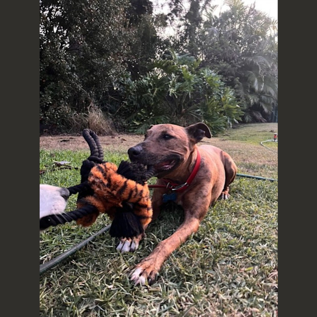 Photo of Trigger