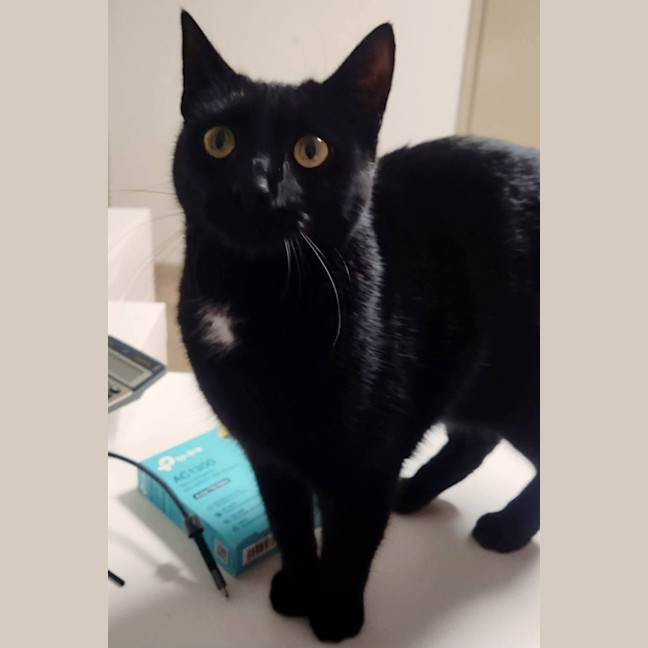 Photo of Aglaea Nova