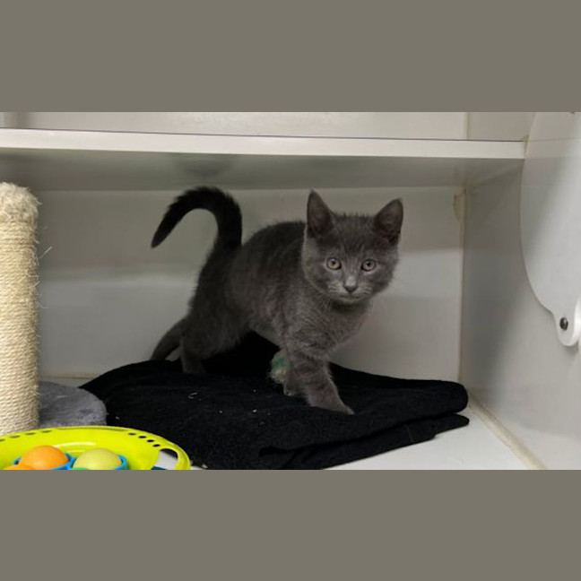 Photo of Buster