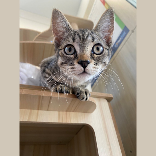 Photo of C1488 Venus