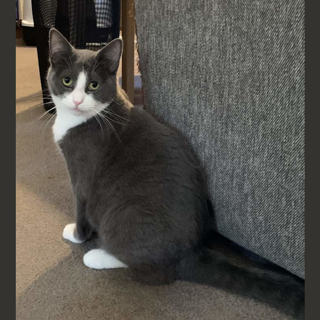 Photo of Clover
