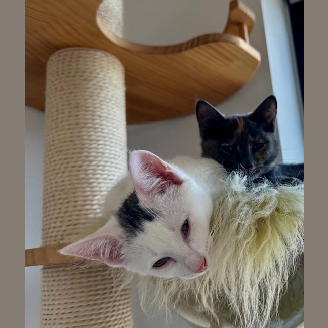 Photo of Bernie   Located In Bellfield