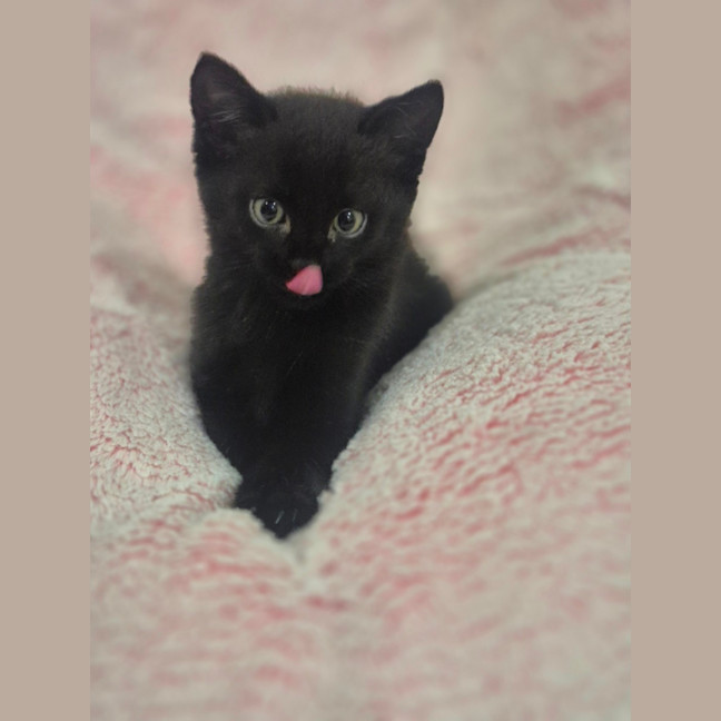 Photo of Pantha