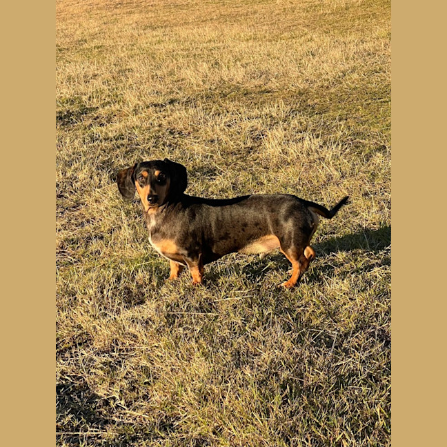 Photo of Morris   2 Year Old Dachshund 