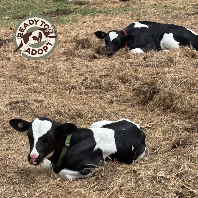 Photo of Theo And Leo