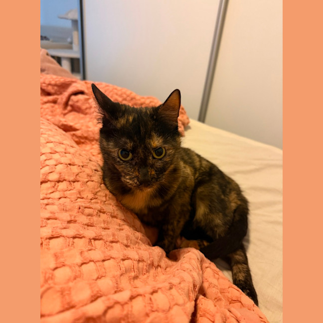Photo of Tilly