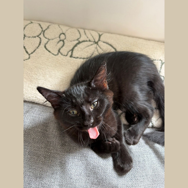 Photo of Jiji