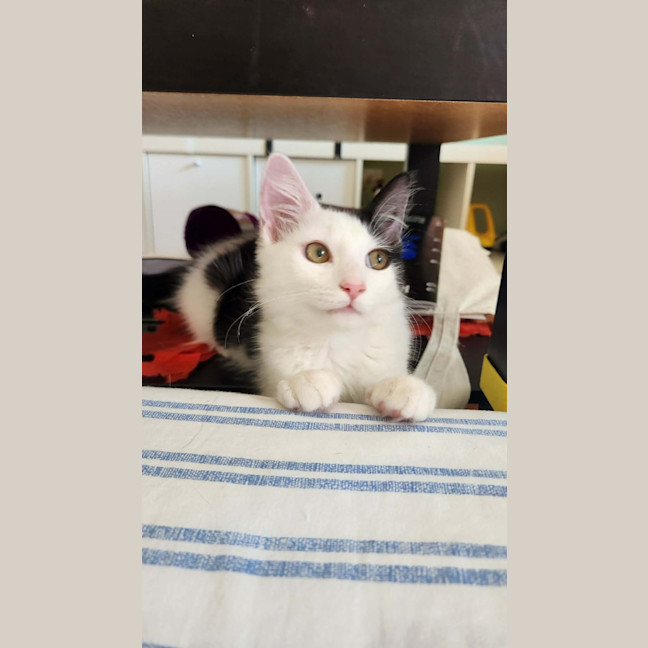 Photo of Pudding
