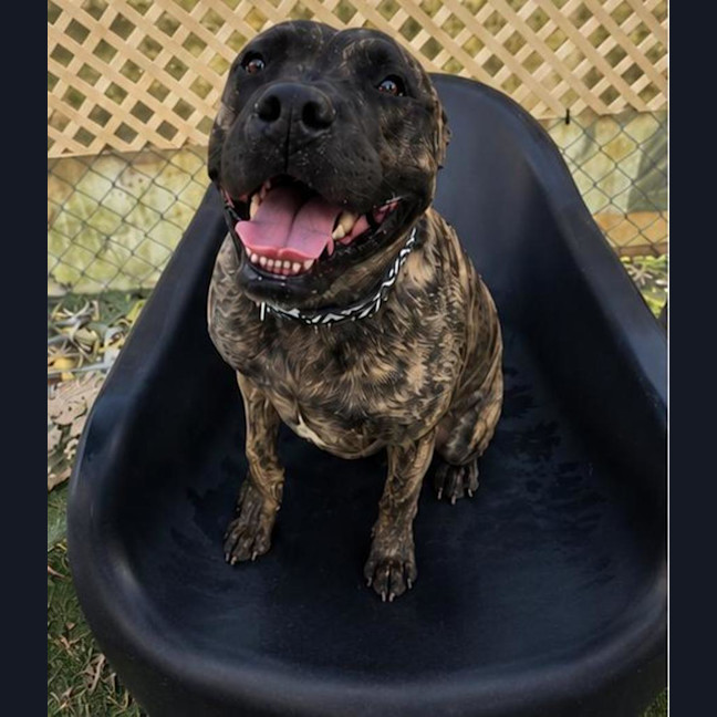 Photo of Tyson