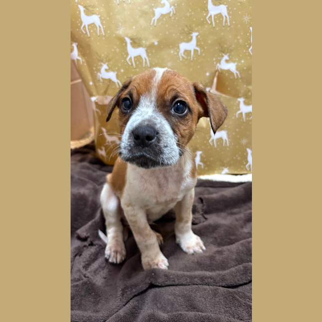 Photo of Snickers